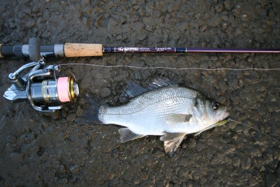 Troy Jansen and Dan Kent, who along with skipper Dean Candy took turns on 24kg stand-up gear to land this 153.5kg SBT over the 4.5 hour fight.